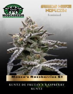 Mosca's Razzberries S1 (Feminized) (space) Mosca Seeds