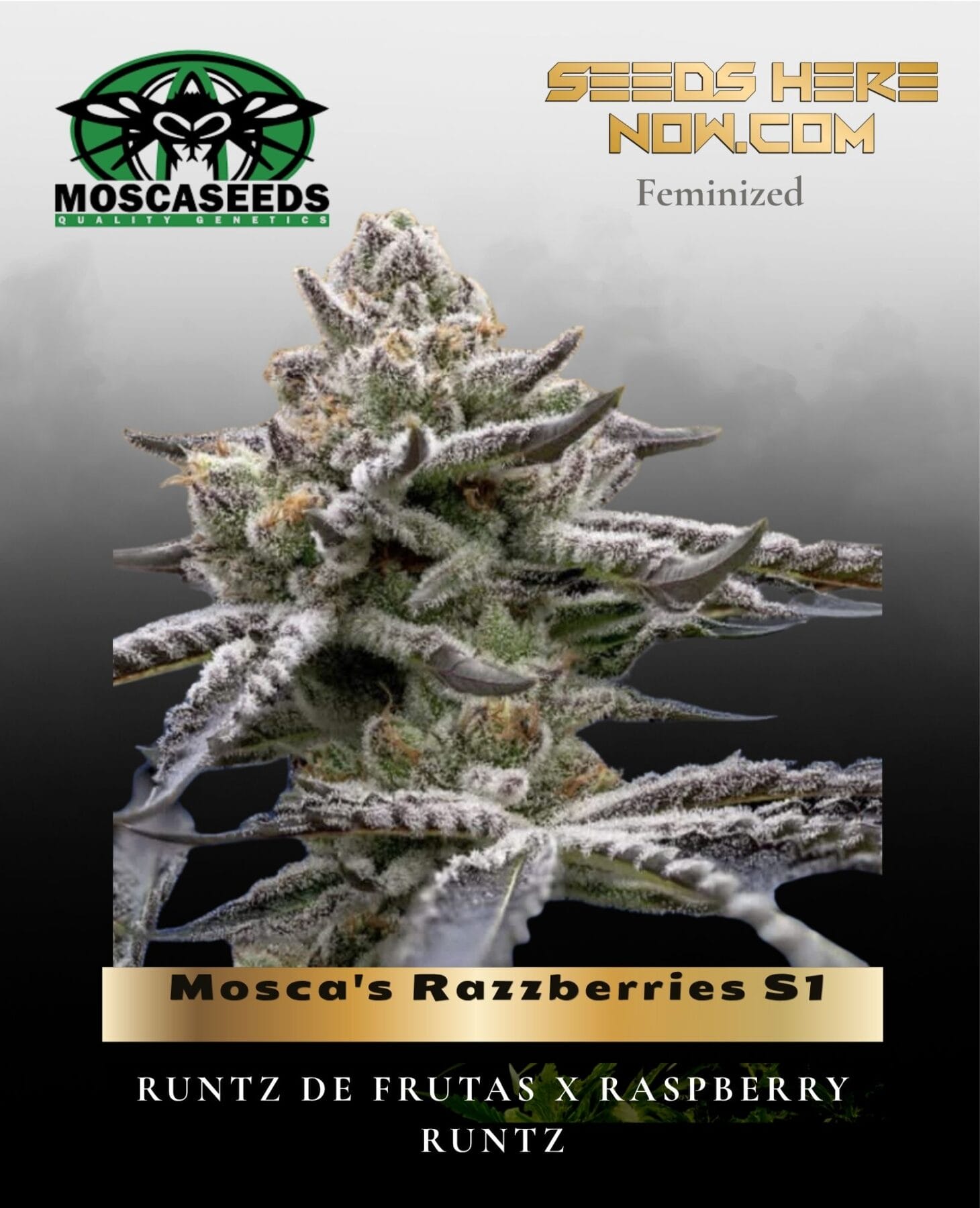 Mosca's Razzberries S1 (Feminized) - Mosca Seeds