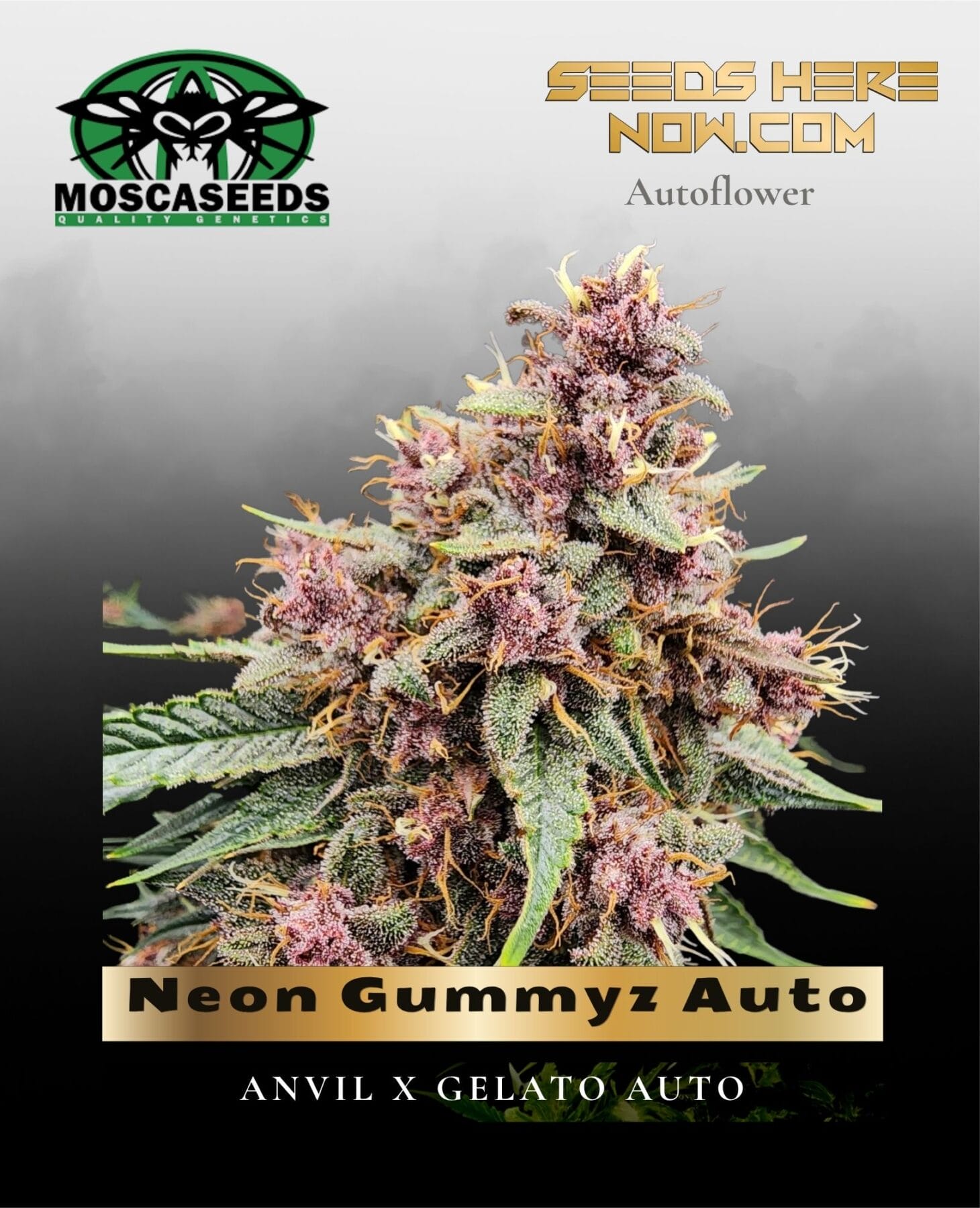 Neon Gummyz Auto (Feminized) - Mosca Seeds