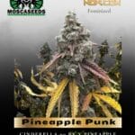 Pineapple Punk (Feminized) - Mosca Seeds