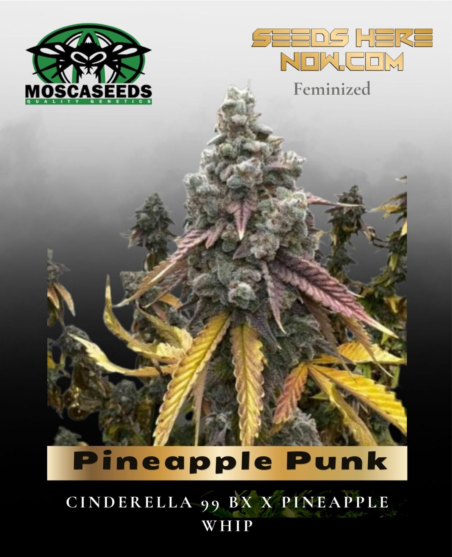 Pineapple Punk (Feminized) - Mosca Seeds