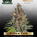 Pillow Talk (Feminized) - Mosca Seeds