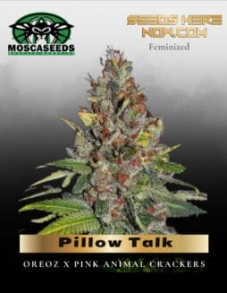 Pillow Talk (Feminized) (space) Mosca Seeds