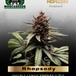 Rhapsody (Feminized) - Mosca Seeds