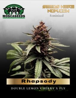 Rhapsody (Feminized) (space) Mosca Seeds