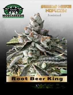 Root Beer King (Feminized) (space) Mosca Seeds