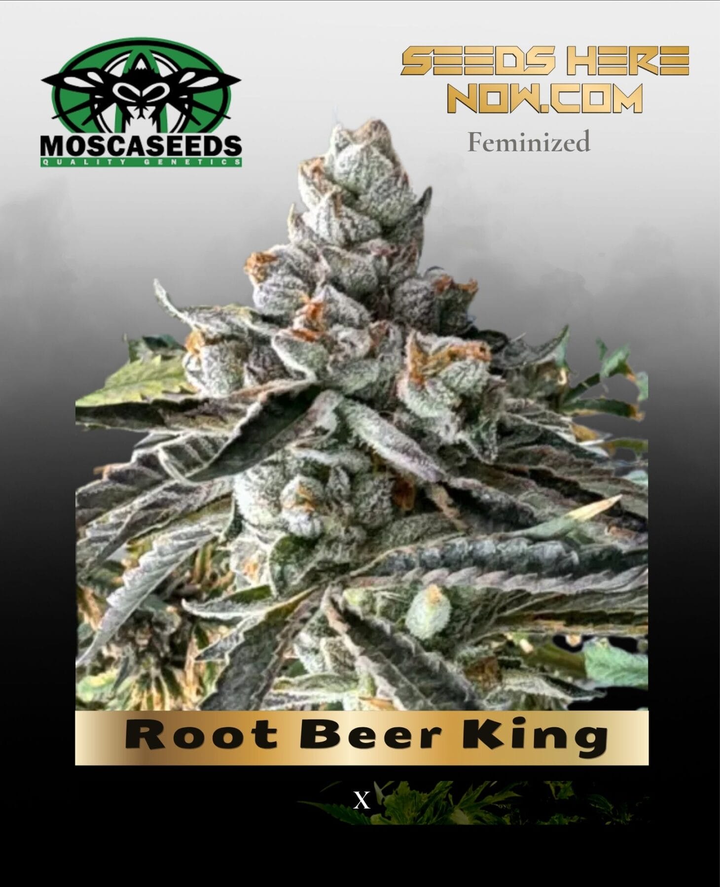 Root Beer King (Feminized) - Mosca Seeds