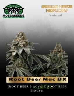 Root Beer Mac BX (Feminized) (space) Mosca Seeds