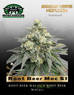 Root Beer Mac S1 (Feminized) (space) Mosca Seeds