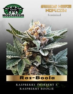 Raz(space)Boola (Feminized) (space) Mosca Seeds