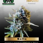 Sello (Feminized) - Mosca Seeds