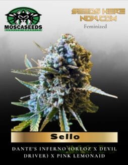 Sello (Feminized) (space) Mosca Seeds