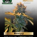 Sexyy (Feminized) - Mosca Seeds
