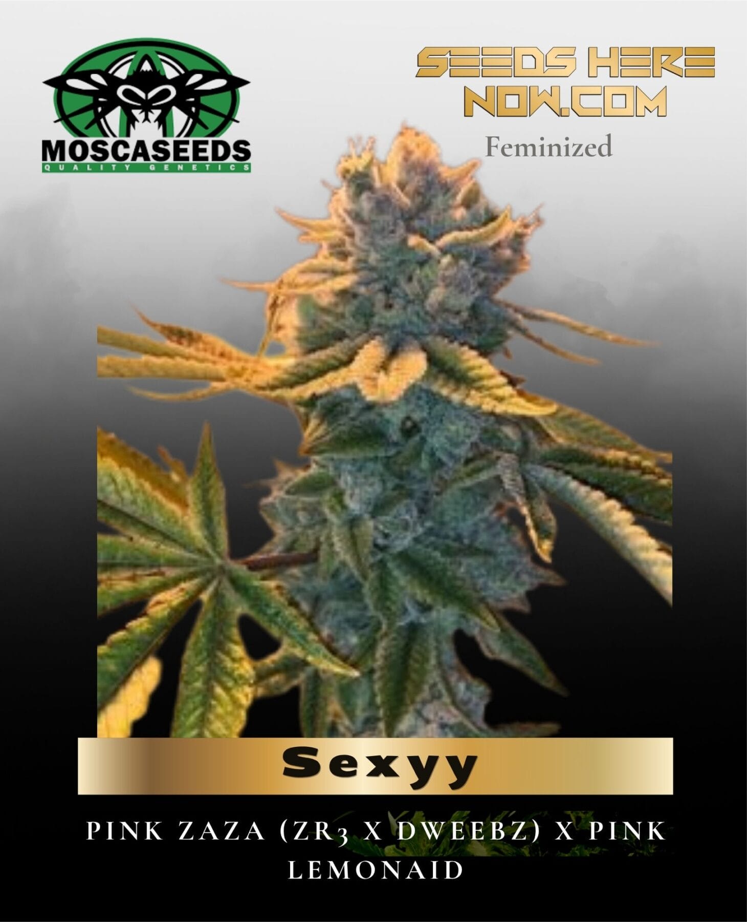 Sexyy (Feminized) - Mosca Seeds