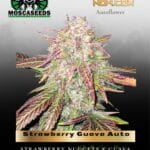 Strawberry Guava Auto (Feminized) - Mosca Seeds