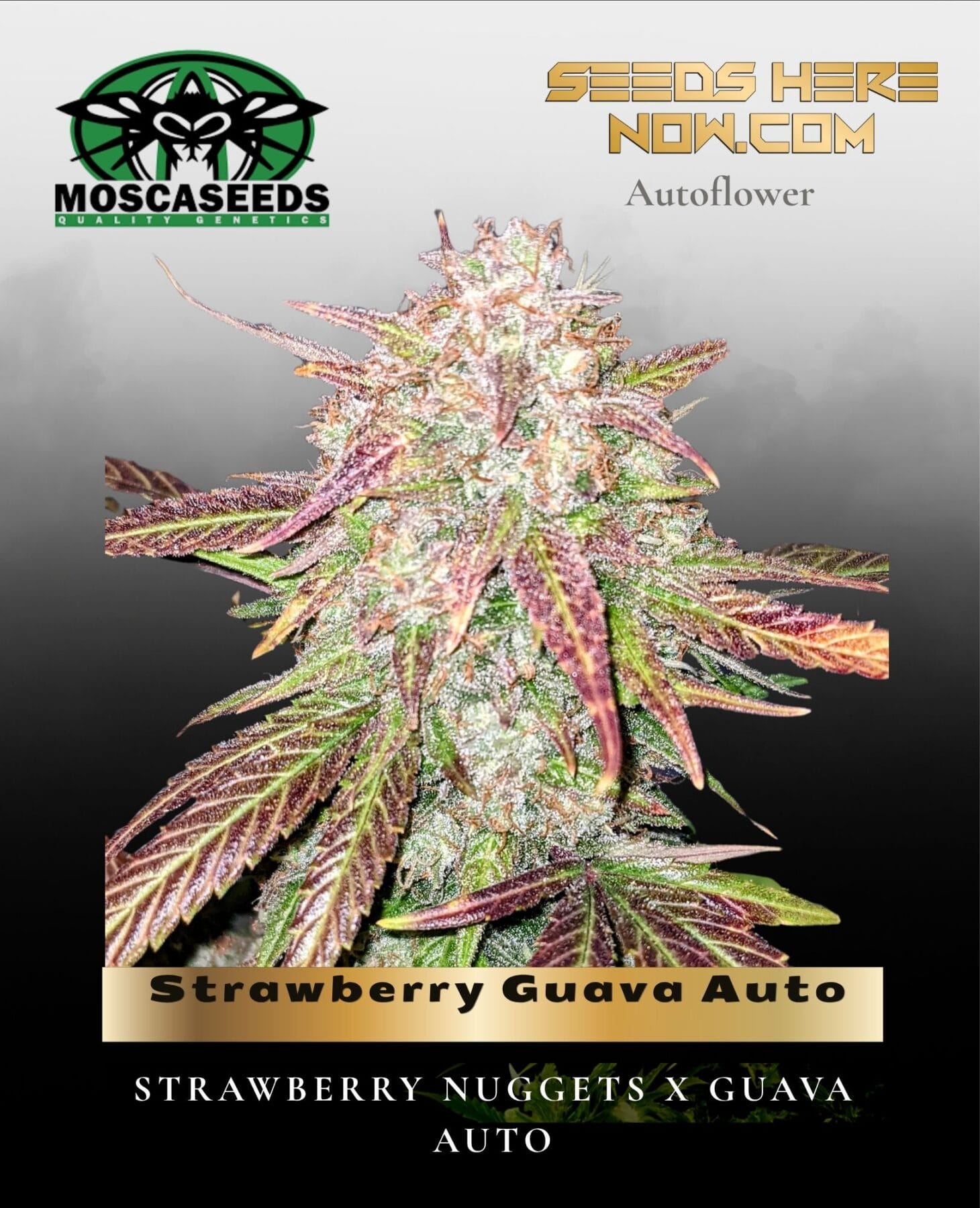 Strawberry Guava Auto (Feminized) - Mosca Seeds