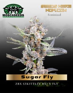 Sugar Fly (Feminized) (space) Mosca Seeds