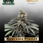 Supreme Planet (Feminized) - Mosca Seeds