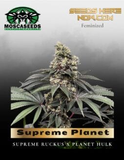 Supreme Planet (Feminized) (space) Mosca Seeds