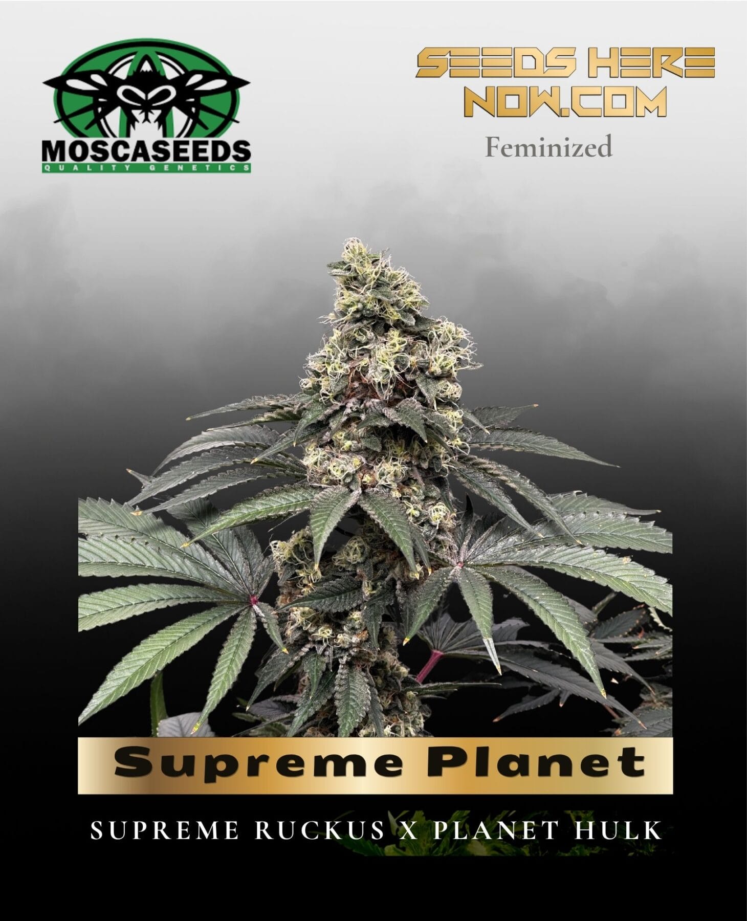 Supreme Planet (Feminized) - Mosca Seeds