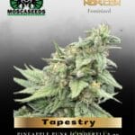 Tapestry (Feminized) - Mosca Seeds