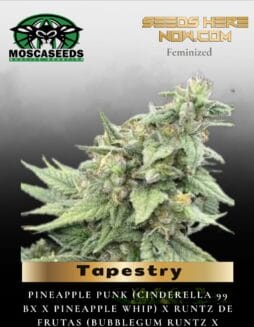 Tapestry (Feminized) (space) Mosca Seeds