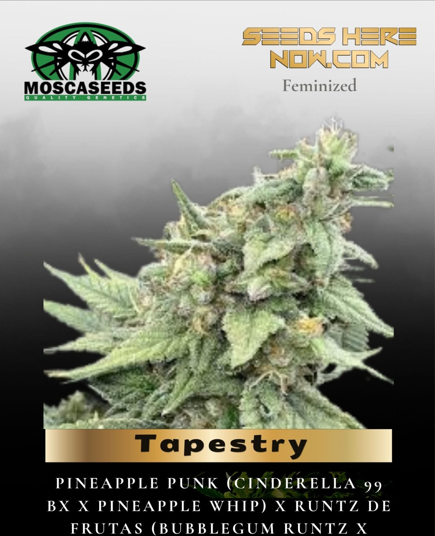 Tapestry (Feminized) - Mosca Seeds