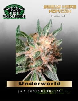 Underworld (Feminized) (space) Mosca Seeds