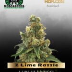 Z Lime Razzle (Feminized) - Mosca Seeds