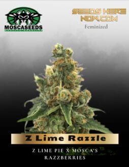 Z Lime Razzle (Feminized) (space) Mosca Seeds