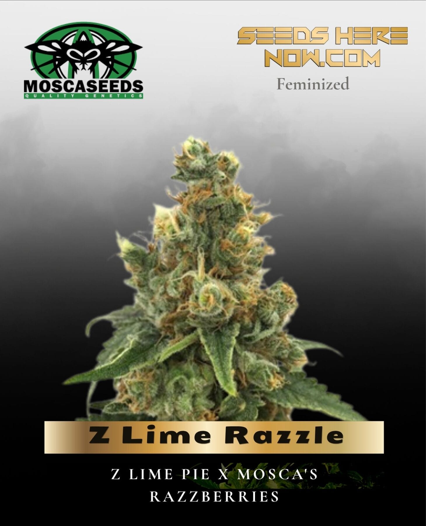 Z Lime Razzle (Feminized) - Mosca Seeds
