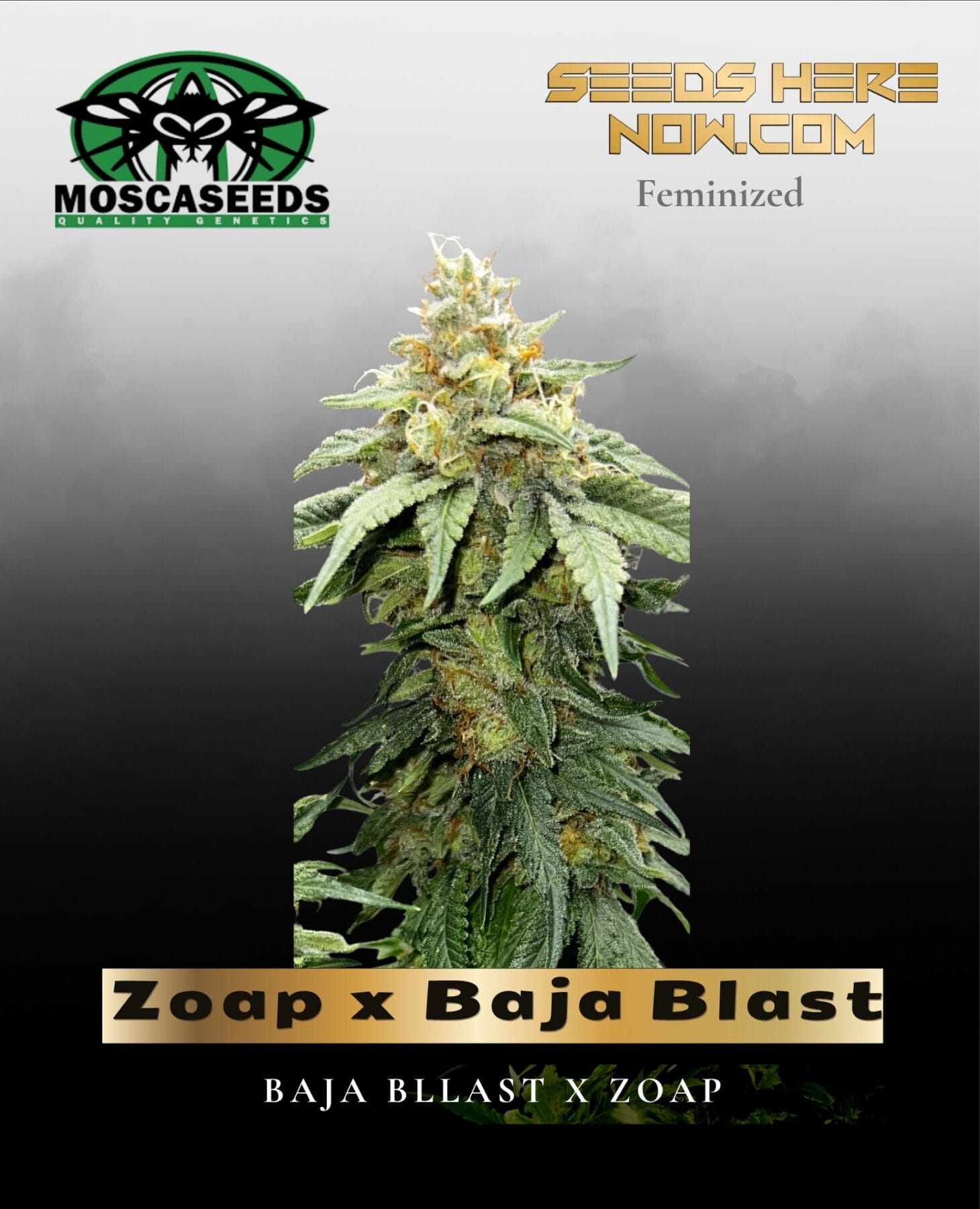 Zoap x Baja Blast (Feminized) - Mosca Seeds