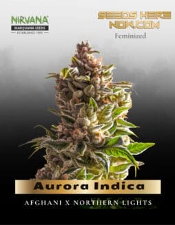 Aurora Indica (Feminized) (space) Nirvana Seeds