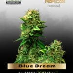 Blue Dream (Feminized) - Nirvana Seeds