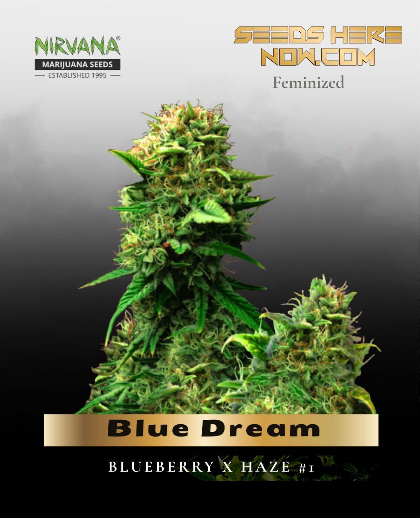 Blue Dream (Feminized) - Nirvana Seeds