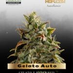 Gelato Auto (Feminized) - Nirvana Seeds