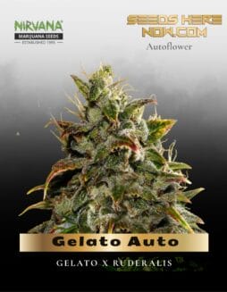 Gelato Auto (Feminized) (space) Nirvana Seeds