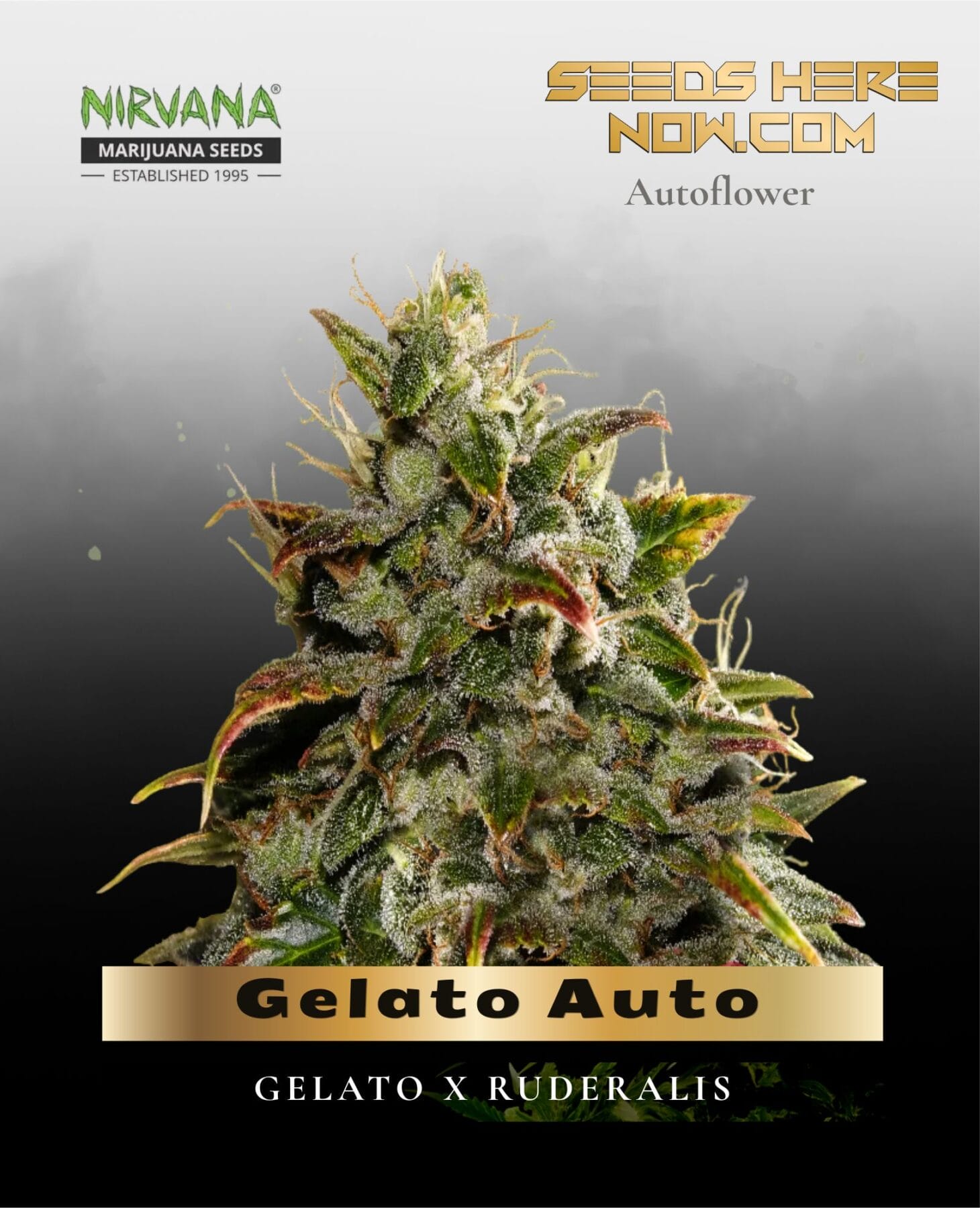 Gelato Auto (Feminized) - Nirvana Seeds