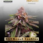 Girl Scout Cookies (Feminized) - Nirvana Seeds