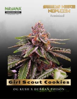 Girl Scout Cookies (Feminized) (space) Nirvana Seeds