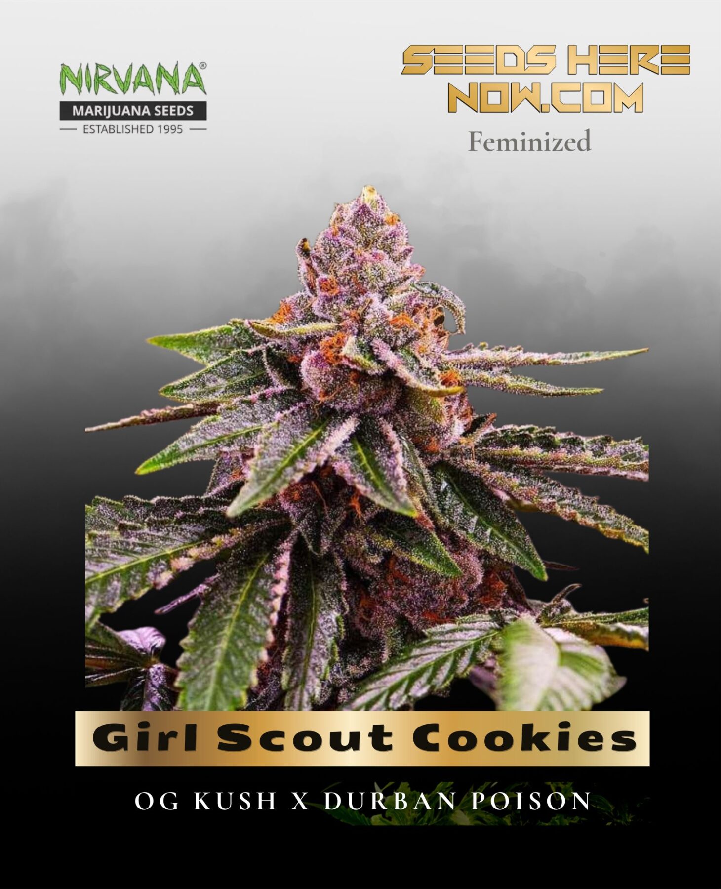 Girl Scout Cookies (Feminized) - Nirvana Seeds