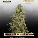 Hawaii Maui Waui (Feminized) - Nirvana Seeds