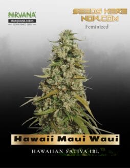 Hawaii Maui Waui (Feminized) (space) Nirvana Seeds