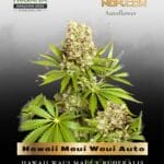 Hawaii Maui Waui Auto (Feminized) - Nirvana Seeds