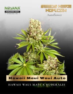 Hawaii Maui Waui Auto (Feminized) (space) Nirvana Seeds