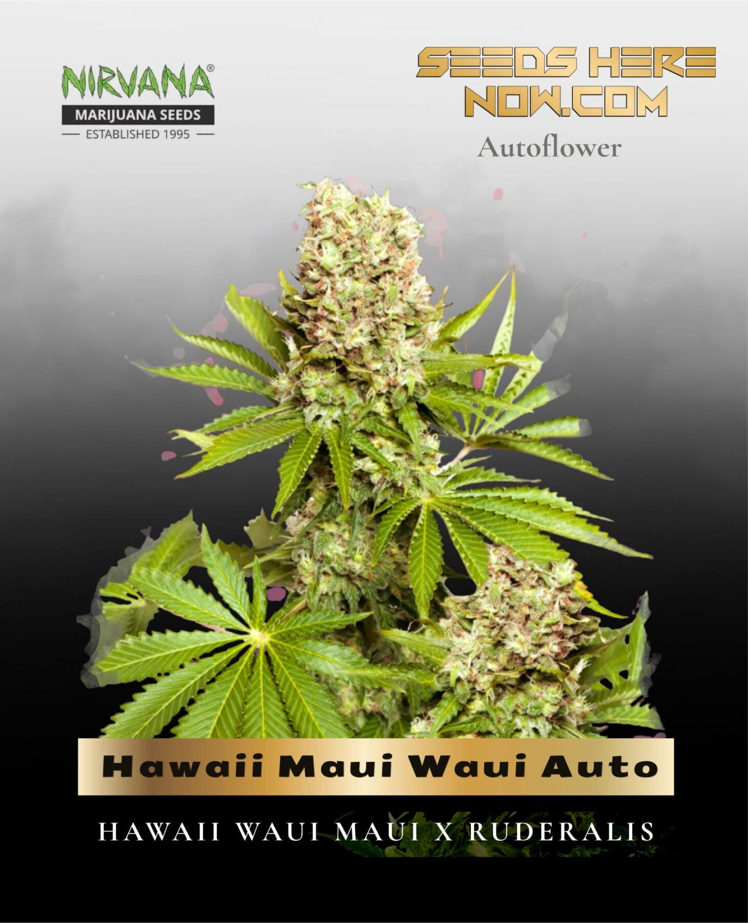 Hawaii Maui Waui Auto (Feminized) - Nirvana Seeds