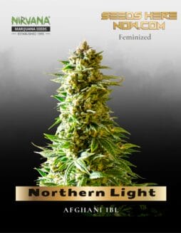 Northern Light (Feminized) (space) Nirvana Seeds