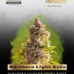 Northern Light Auto (Feminized) - Nirvana Seeds