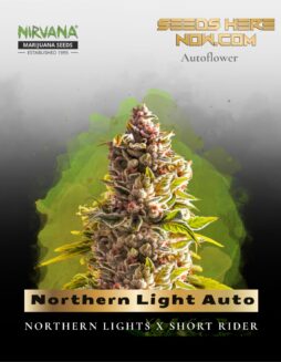Northern Light Auto (Feminized) (space) Nirvana Seeds