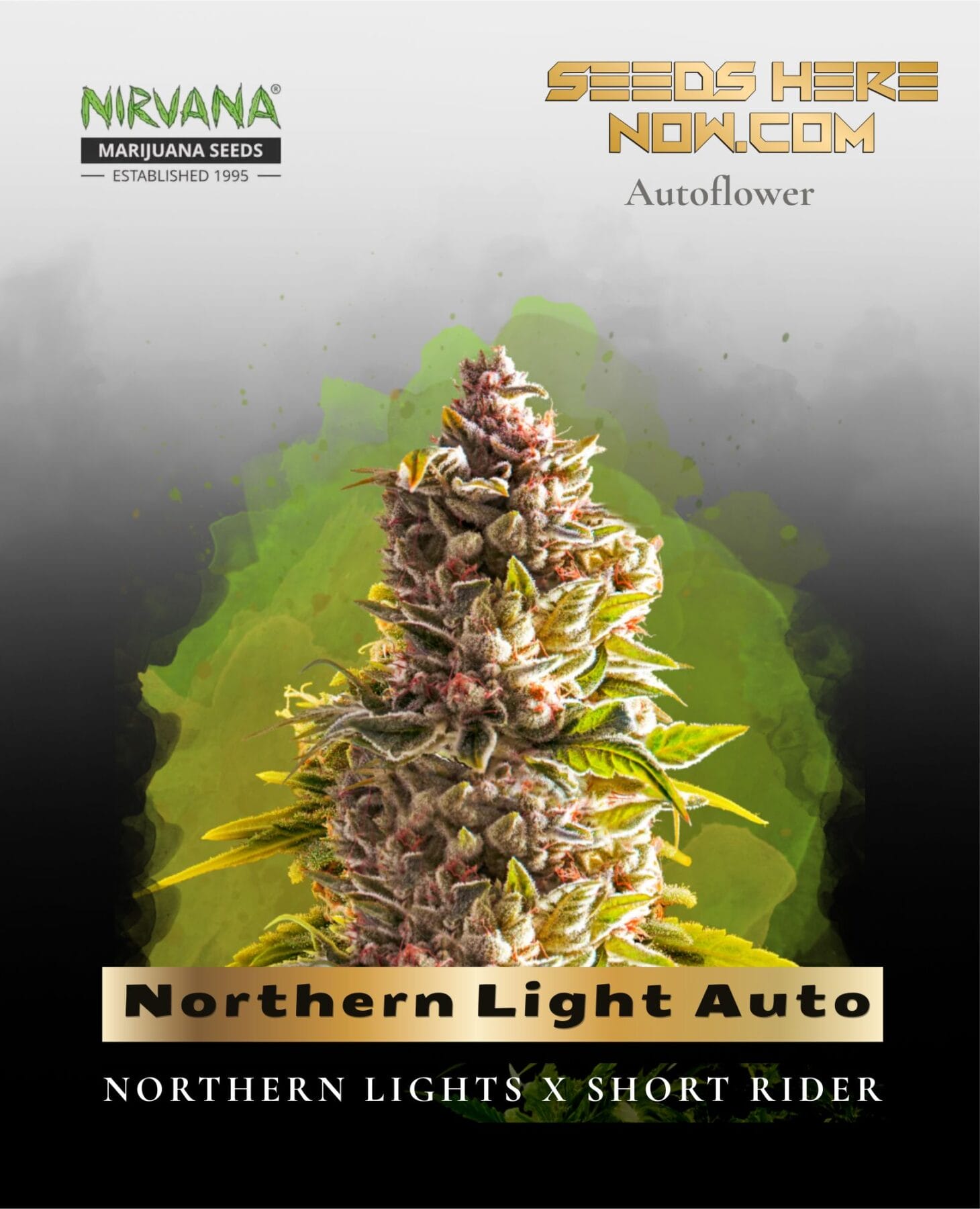 Northern Light Auto (Feminized) - Nirvana Seeds